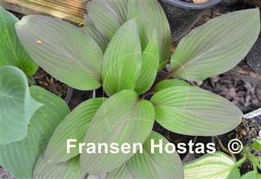 Hosta Bloodline